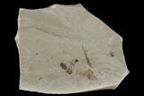 Fossil Fly & Beetle - Green River Formation, Utah #97395-1